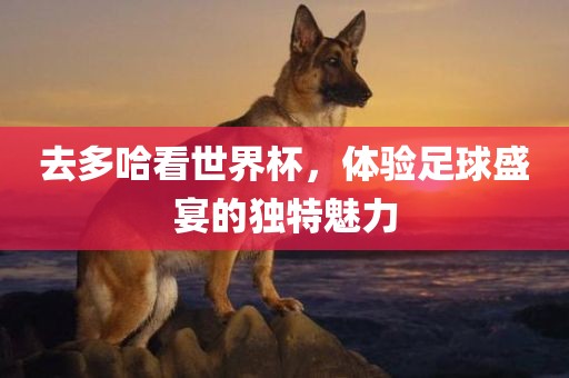 去多哈看世界杯，体验足球盛宴的独特魅力