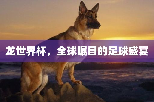 龙世界杯，全球瞩目的足球盛宴