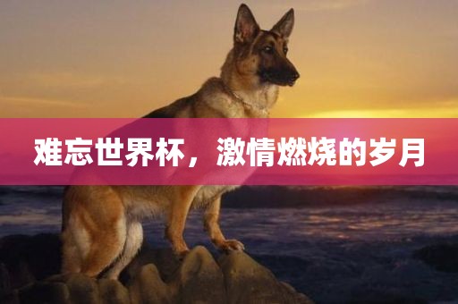 难忘世界杯，激情燃烧的岁月